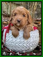 Hunnie Checkers Rebel 4 week old 101