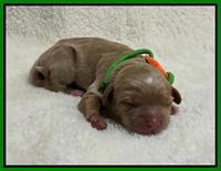 Hunnie Checkers Rebel Newborn 1 11