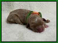 Hunnie Checkers Rebel Newborn 1 12