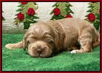 Hunnie Checkers Rebel 2 week old 181