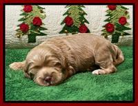 Hunnie Checkers Rebel 2 week old 201