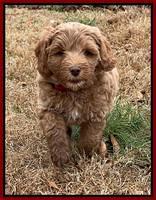 Hunnie Checkers Rebel 7 week old 241