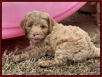 Hunnie Checkers Rebel 7 week old 251