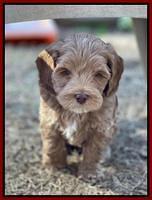 Hunnie Checkers Rebel 7 week old 271