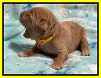 Hunnie Checkers Rebel 1 week old 181