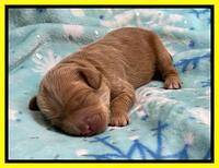 Hunnie Checkers Rebel 1 week old 191