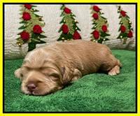 Hunnie Checkers Rebel 2 week old 221