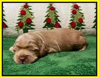 Hunnie Checkers Rebel 2 week old 241