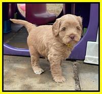 Hunnie Checkers Rebel 5 week old 281