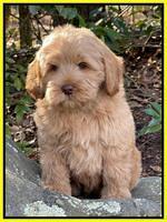 hunnie checkers rebel 8 weeks old 165000