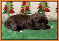 Hunnie Checkers Rebel 2 week old 281