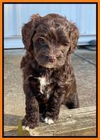 Hunnie Checkers Rebel 6 week old 381