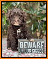 Hunnie Checkers Rebel 6 week old 411