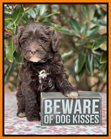 Hunnie Checkers Rebel 6 week old 421