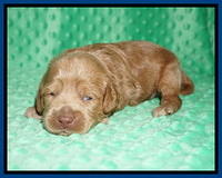 Hunnie Patrick Parson pups 2 wks old 11