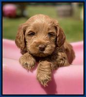 Hunnie Patrick Parson pups 5 wks old 11