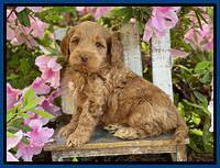 Hunnie Patrick Parson pups 6 wks old 11