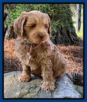 Hunnie Patrick Parson pups 7 wks old 31