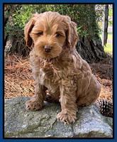 Hunnie Patrick Parson pups 7 wks old 41