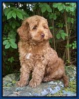 hunnie Patrick Parson 8 wks old 11