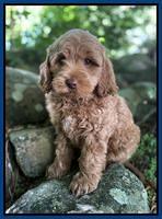 hunnie Patrick Parson 8 wks old 31