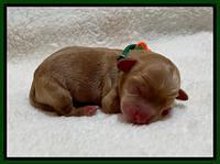 Hunnie Patrick Parson Newborn 111