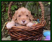 Hunnie Patrick Parson pups 4 wks old 161