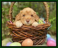 Hunnie Patrick Parson pups 4 wks old 171