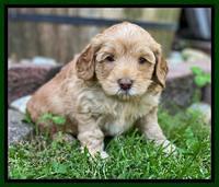 Hunnie Patrick Parson pups 5 wks old 161