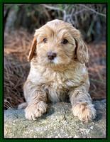 Hunnie Patrick Parson pups 7 wks old 121
