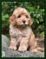 hunnie Patrick Parson 8 wks old 10300