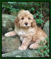 hunnie Patrick Parson 8 wks old 8300