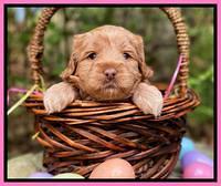 Hunnie Patrick Parson pups 4 wks old 121