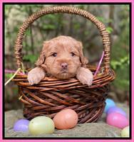Hunnie Patrick Parson pups 4 wks old 141