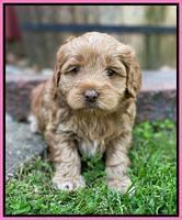 Hunnie Patrick Parson pups 5 wks old 121