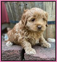 Hunnie Patrick Parson pups 5 wks old 131