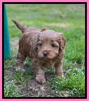 Hunnie Patrick Parson pups 5 wks old 161