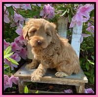 Hunnie Patrick Parson pups 6 wks old 101