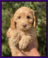 Hunnie Patrick Parson pups 7 wks old 141