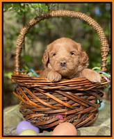 Hunnie Patrick Parson pups 4 wks old 231