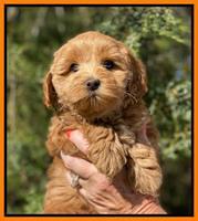 Hunnie Patrick Parson pups 7 wks old 181