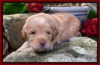 Hunnie Patrick Parson pups 3 wks old 81