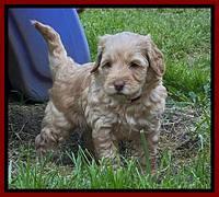 Hunnie Patrick Parson pups 5 wks old 101