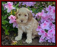 Hunnie Patrick Parson pups 6 wks old 81