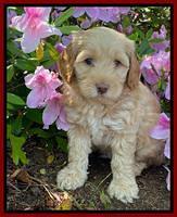 Hunnie Patrick Parson pups 6 wks old 91