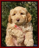 Hunnie Patrick Parson pups 7 wks old 51