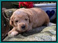 Hunnie Patrick Parson pups 3 wks old 211