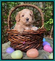 Hunnie Patrick Parson pups 4 wks old 281