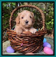 Hunnie Patrick Parson pups 4 wks old 291