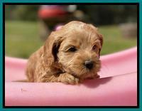 Hunnie Patrick Parson pups 5 wks old 261